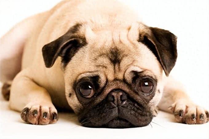 狗狗撒娇的秘密信号，你读懂了吗?满满的爱意和尊贵存在