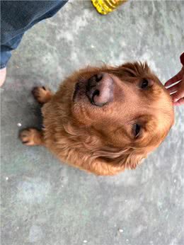 异色眼睛的狗，最好不要养，会招惹不干净的东西