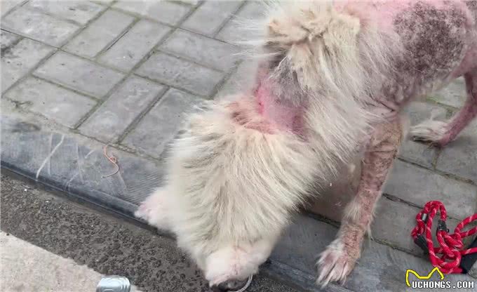 被当繁殖犬的萨摩耶,当它生不动之后竟如此凄惨,狗狗:请你善良