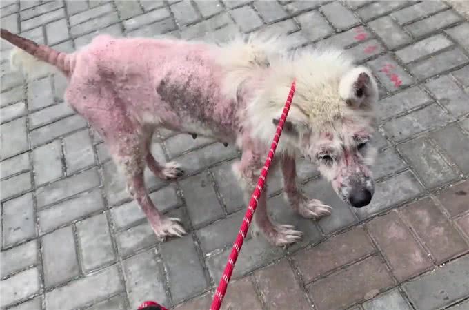 被当繁殖犬的萨摩耶,当它生不动之后竟如此凄惨,狗狗:请你善良