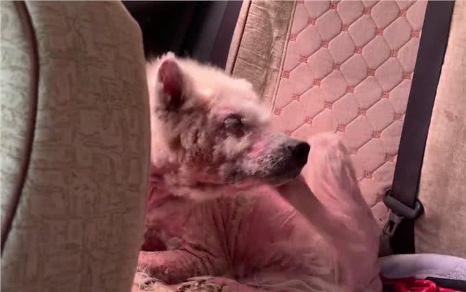 被当繁殖犬的萨摩耶,当它生不动之后竟如此凄惨,狗狗:请你善良