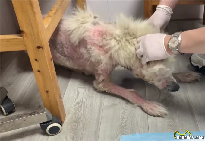 被当繁殖犬的萨摩耶,当它生不动之后竟如此凄惨,狗狗:请你善良