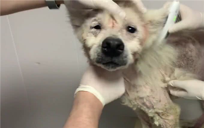 被当繁殖犬的萨摩耶,当它生不动之后竟如此凄惨,狗狗:请你善良