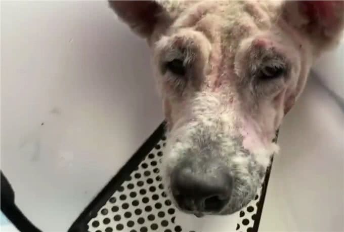 被当繁殖犬的萨摩耶,当它生不动之后竟如此凄惨,狗狗:请你善良