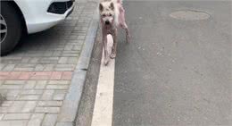 被当繁殖犬的萨摩耶，当它生不动之后竟如此凄惨，狗狗：请你善良