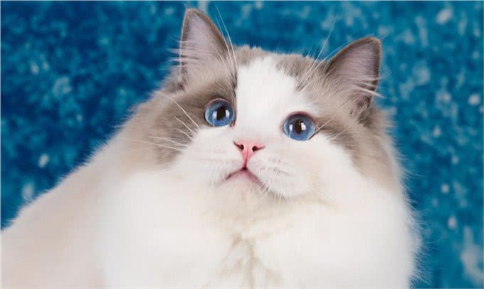 猫的品种大全,戳进来看看哪个才是你的最爱吧
