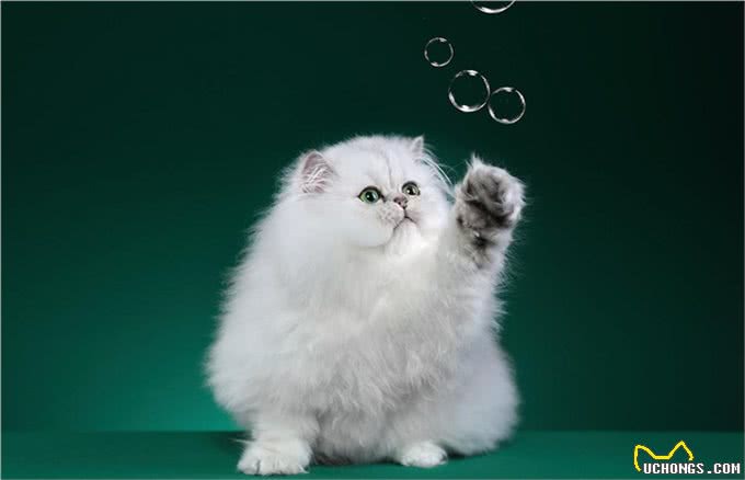 猫的品种大全,戳进来看看哪个才是你的最爱吧