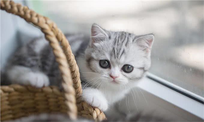 猫的品种大全,戳进来看看哪个才是你的最爱吧