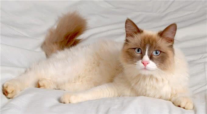 猫的品种大全,戳进来看看哪个才是你的最爱吧