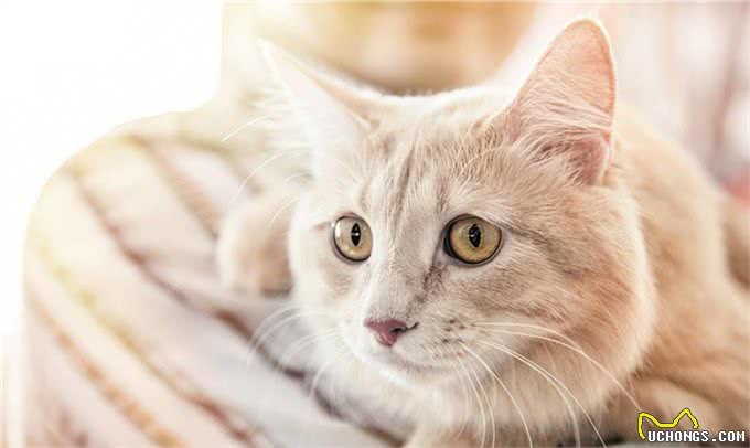 猫的品种大全,戳进来看看哪个才是你的最爱吧