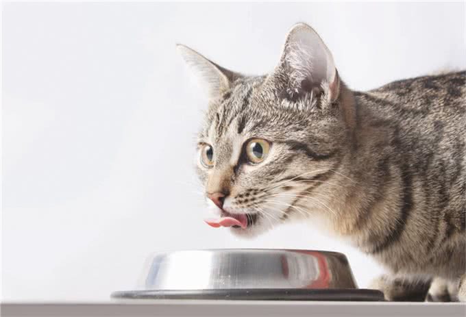 猫的品种大全,戳进来看看哪个才是你的最爱吧