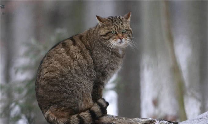 猫的品种大全,戳进来看看哪个才是你的最爱吧