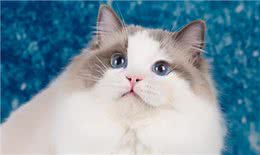 猫的品种大全，戳进来看看哪个才是你的最爱吧