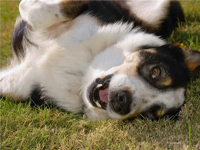 狗狗打喷嚏?可能是表示欢迎，也有可能是有病