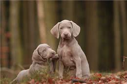 狗狗打喷嚏?可能是表示欢迎，也有可能是有病