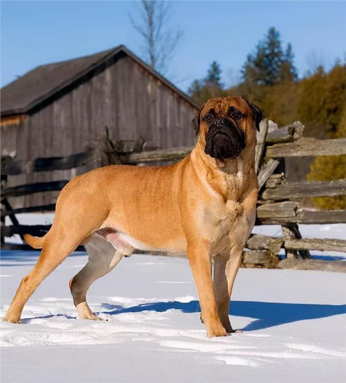 世界猛犬排行榜,敢养的人,胆子都很肥