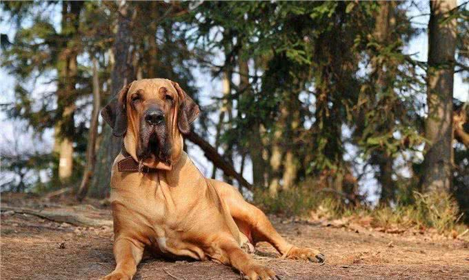 世界猛犬排行榜,敢养的人,胆子都很肥