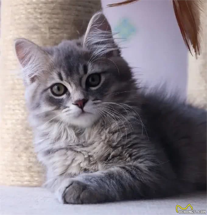 几种适合寒冷地区的猫咪，带你感受暖心陪伴!