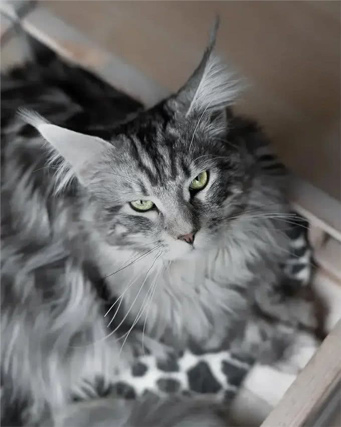 几种适合寒冷地区的猫咪，带你感受暖心陪伴!