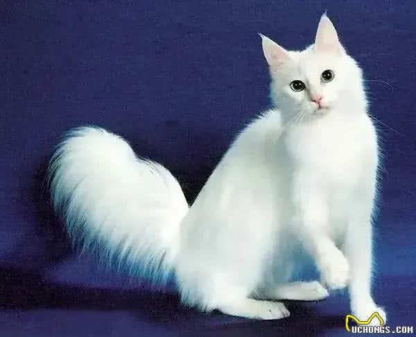 几种适合寒冷地区的猫咪，带你感受暖心陪伴!