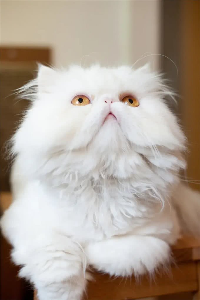 几种适合寒冷地区的猫咪，带你感受暖心陪伴!