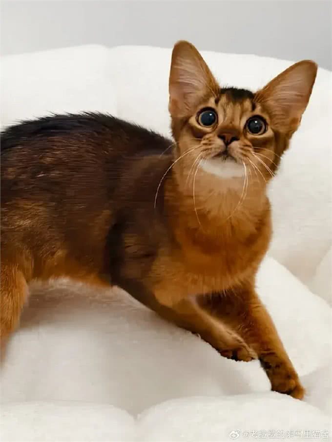 几种适合寒冷地区的猫咪，带你感受暖心陪伴!