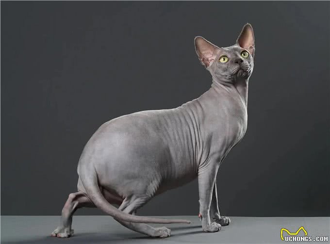 几种适合寒冷地区的猫咪，带你感受暖心陪伴!