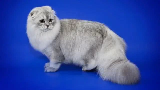 几种适合寒冷地区的猫咪，带你感受暖心陪伴!