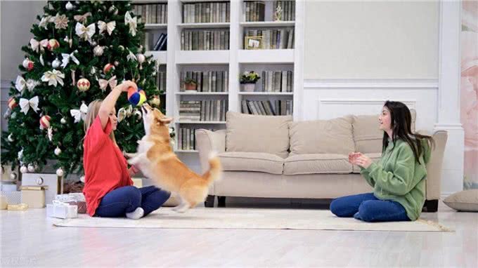 狗狗在咱家，地位咋安排?