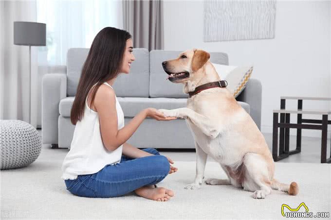 狗狗在咱家，地位咋安排?