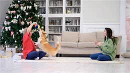 狗狗在咱家，地位咋安排?