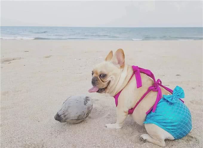 宠物斗牛犬最害怕的五件事!最后一件铲屎官要注意了!