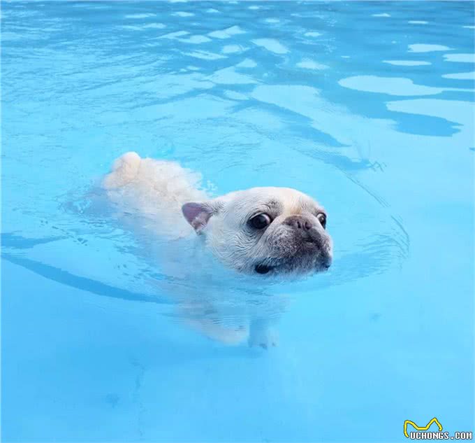 宠物斗牛犬最害怕的五件事!最后一件铲屎官要注意了!