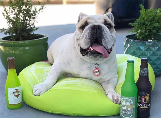 宠物斗牛犬最害怕的五件事!最后一件铲屎官要注意了!