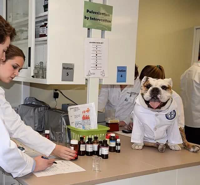 宠物斗牛犬最害怕的五件事!最后一件铲屎官要注意了!