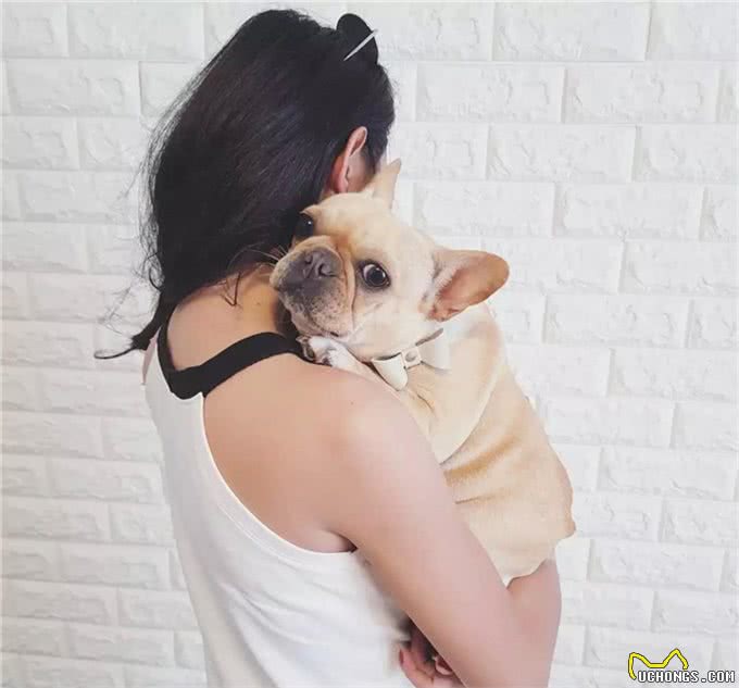 宠物斗牛犬最害怕的五件事!最后一件铲屎官要注意了!