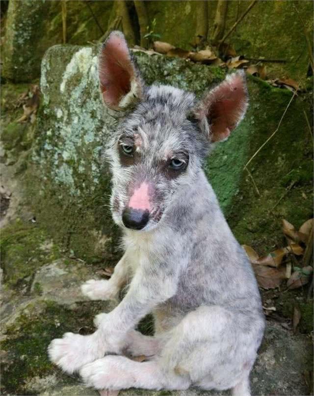 一只面目全非的野生哈士奇,被网友收养后,帅出新高度