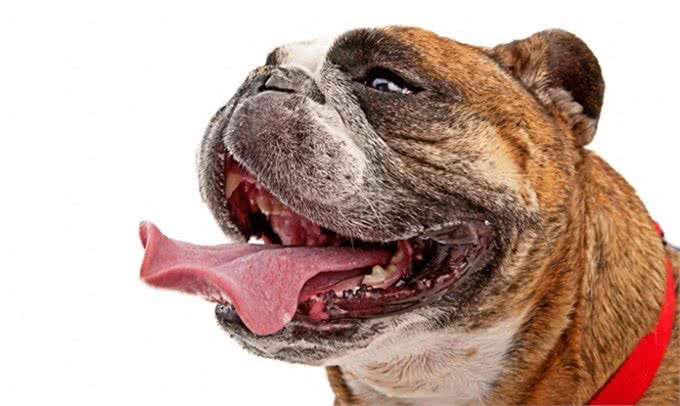 狗狗应该怎么剪脚指甲，才不会剪到肉