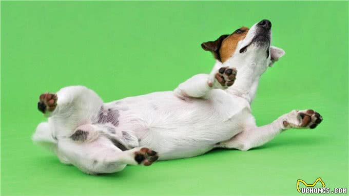 狗狗应该怎么剪脚指甲，才不会剪到肉