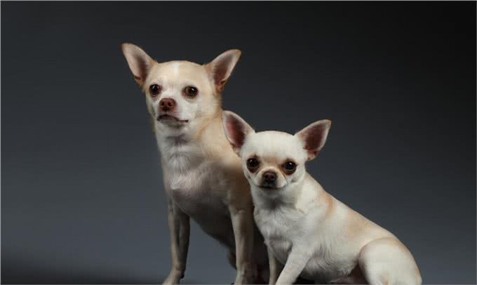 狗狗应该怎么剪脚指甲，才不会剪到肉