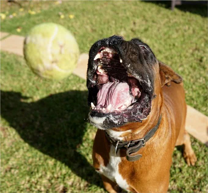 狗狗应该怎么剪脚指甲，才不会剪到肉