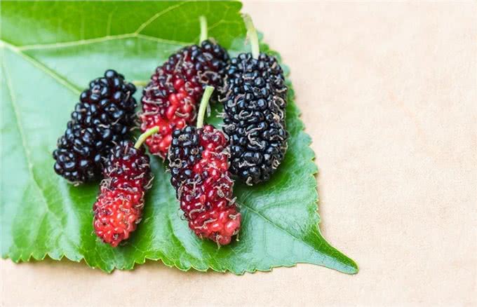 50种狗狗必吃食物，是每个狗主干货必备的知识!