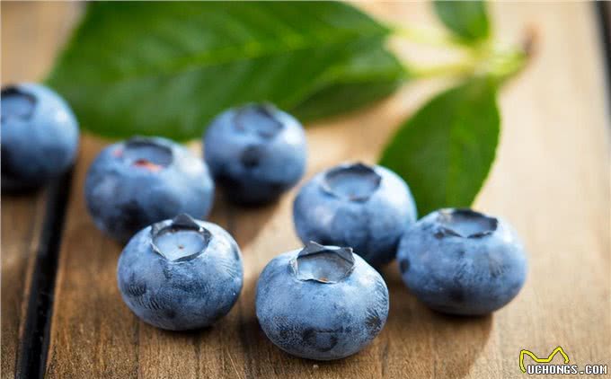 50种狗狗必吃食物，是每个狗主干货必备的知识!