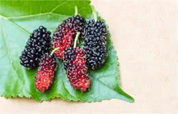 50种狗狗必吃食物，是每个狗主干货必备的知识!