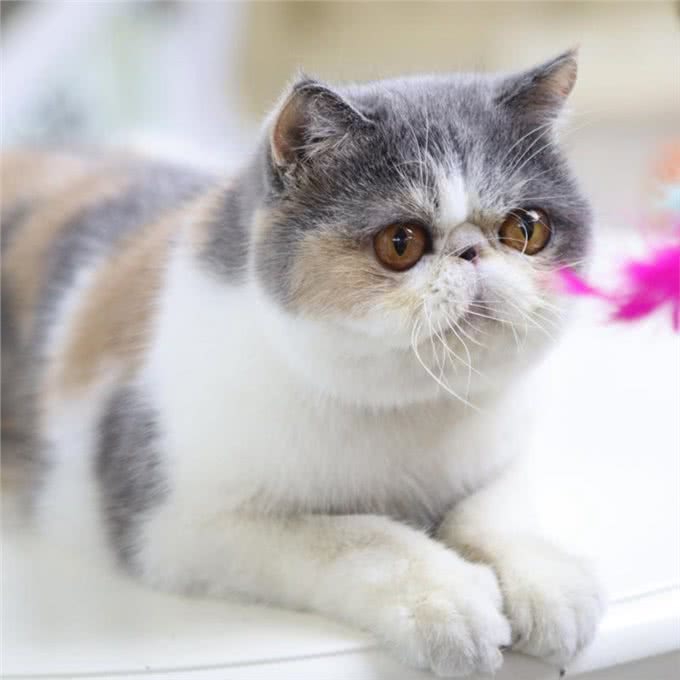 为什么大家都不太敢养加菲猫?这几点，不是人人都能接受