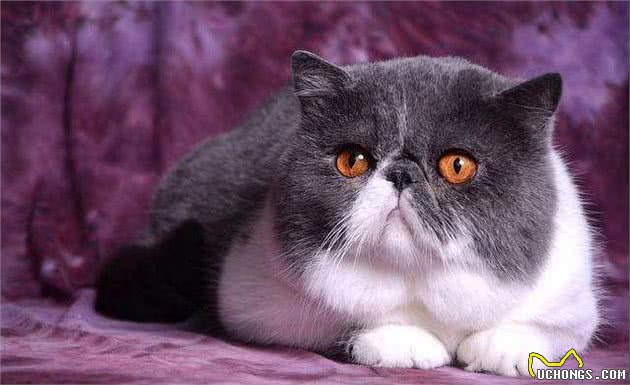 为什么大家都不太敢养加菲猫?这几点，不是人人都能接受