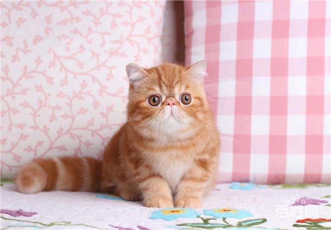 为什么大家都不太敢养加菲猫?这几点，不是人人都能接受