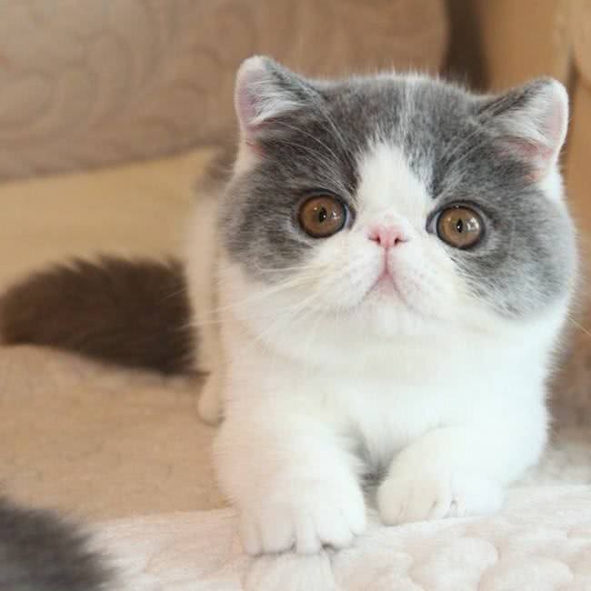 为什么大家都不太敢养加菲猫?这几点，不是人人都能接受