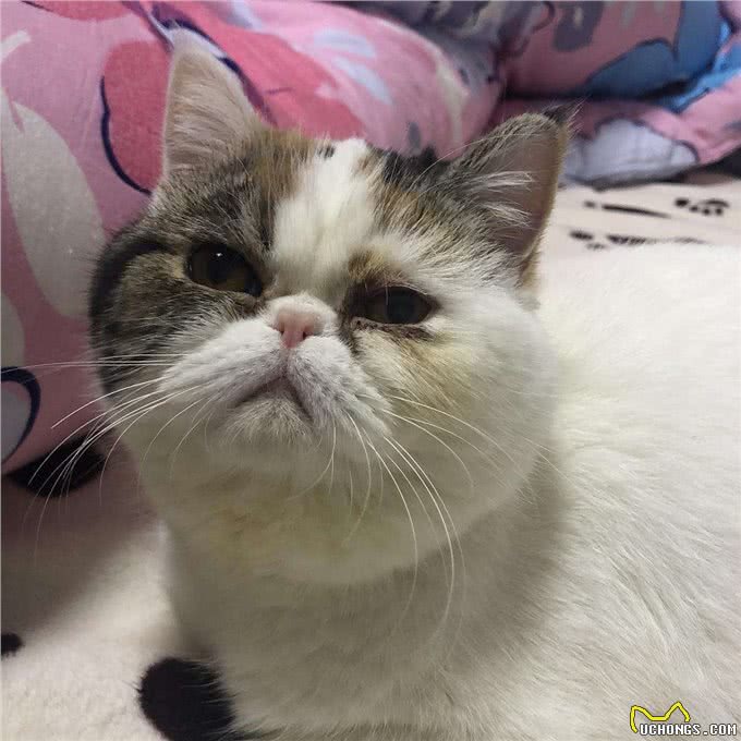 为什么大家都不太敢养加菲猫?这几点,不是人人都能接受