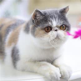 为什么大家都不太敢养加菲猫?这几点，不是人人都能接受